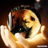 Enlarge photo 176