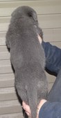 Enlarge photo 148