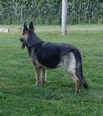 Enlarge photo 81