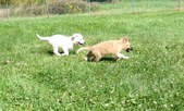 Enlarge photo 270