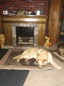 Enlarge photo 220