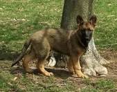 Enlarge photo 153