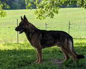 Enlarge photo 84