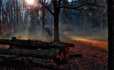 Enlarge photo 26