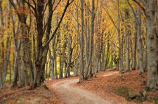 Enlarge photo 31