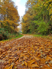 Enlarge photo 61