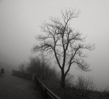 Enlarge photo 66