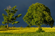 Enlarge photo 72