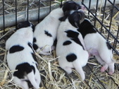 Enlarge photo 5