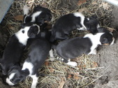 Enlarge photo 4