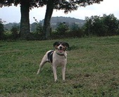 Enlarge photo 11