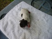 Enlarge photo 3