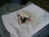 Enlarge photo 11