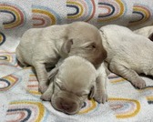 MY MALES