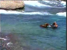 Grizzly Cam