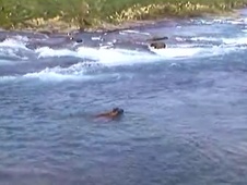 WildCam Grizzlies 2007