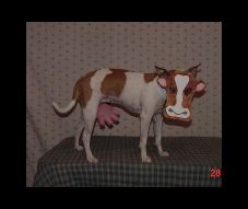 Enlarge photo 12