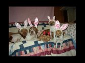 Enlarge photo 21