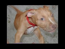 Our American Pit Bull Terriers