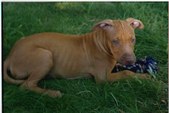 Robert's Red Sonja Joy 5/14/95 --9/4/05