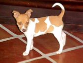 Our rat terriers