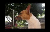 RatpiT's 2002 Litter