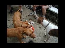 Week 6 - Socialization continues!