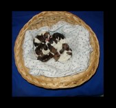 RatpiT's 2004 litter