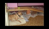 Enlarge photo 19