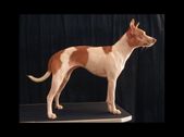 RIP - Xena: Terrier Princes