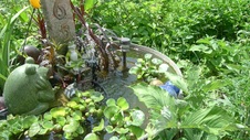 Garden 2020