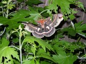 Enlarge photo 10
