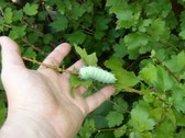Enlarge photo 2