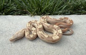 Enlarge photo 6