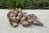 Enlarge photo 12