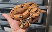 RC Pastel Sharp Albino Litter