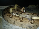 Boa breedings