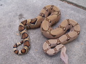pastel Boas