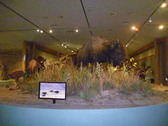 Enlarge photo 257