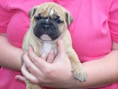 Dog Related Photos