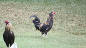 Enlarge photo 24