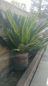 Sago Palms
