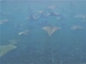 Galapagos