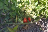 Enlarge photo 6