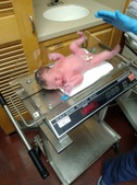Norah Paige