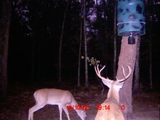 Wildlife Cam