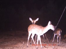 Enlarge photo 44