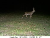 Wildlife iCam