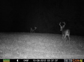 wildlife camera