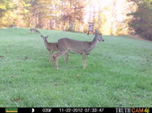 Enlarge photo 51
